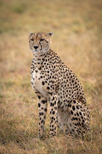 Cheetah sitting on field in zoo