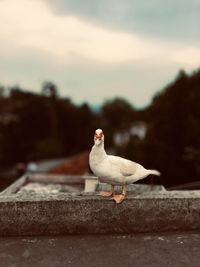 Seagull perching on retaining wall