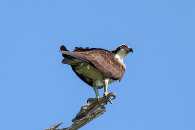 Low angle view of eagle perching on wall