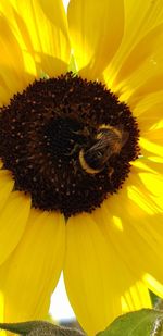 Close-up of yellow insect on sunflower