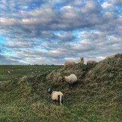 Sheep grazing on field against sky