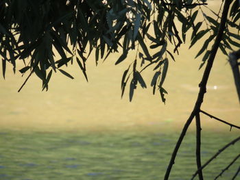 Close-up of plant against sea