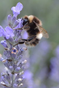 Close-up of bee on purple flowers