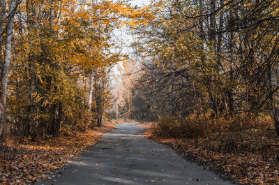 Road amidst trees in forest during autumn