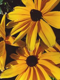 Close-up of black-eyed yellow flowers blooming outdoors