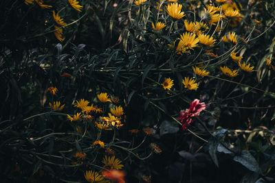 High angle view of yellow flowering plants on field