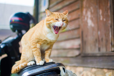 Cat yawning while sitting on motor scooter