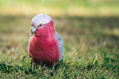 Close-up of bird on field