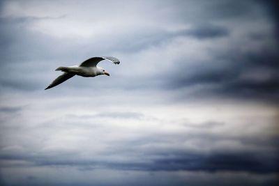 Low angle view of seagull flying against sky