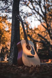 Guitar on tree trunk