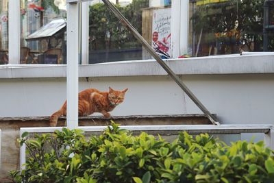 Cat looking through window