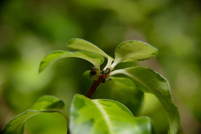 Close-up of insect on plant