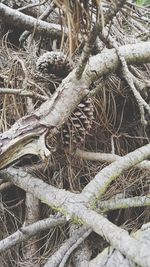 Close-up of tree branches