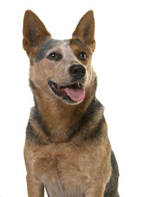 Close-up portrait of a dog over white background