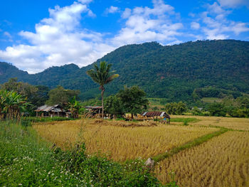 Scenic view of agricultural field against sky