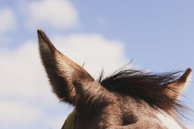 Close-up of a horse against the sky. horse' ears