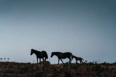 A family of horses at sunset, incredible portrait of wild horses in the nature