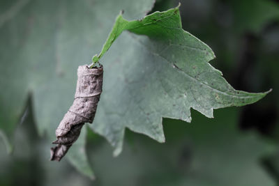 Close-up of plant leaves