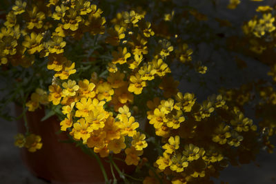 Close-up of yellow flowering plant