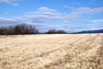 Scenic view of field against sky