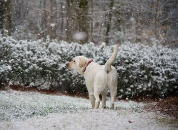 Dog standing on snow covered landscape