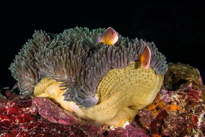 Close-up of coral in sea
