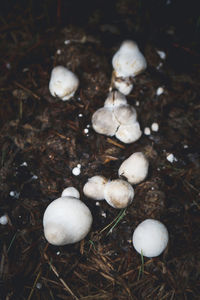 High angle view of mushrooms growing on field