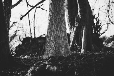 Close-up of tree trunk in forest