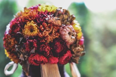 Close-up of dahlia flowers blooming outdoors