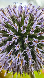 Close-up of purple flowering plant