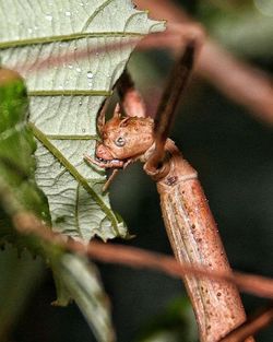 Close-up of leaves