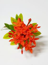 Close-up of red flowering plant against white background