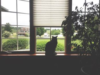 Side view of silhouette cat sitting on window sill