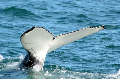 Whale swimming in sea