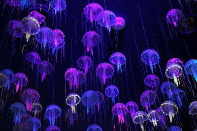 View of jellyfish in sea