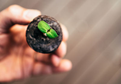 Cropped hand of person holding seedling