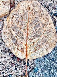High angle view of dry leaf on land