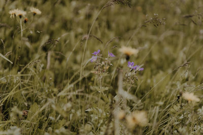 Close-up of purple flowering plant on field