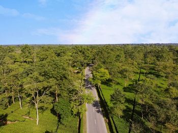 Panoramic shot of road amidst trees against sky