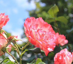 Close-up of pink flowers