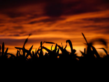 Close-up of silhouette plants on field against romantic sky at sunset