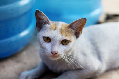 Close-up portrait of a cat