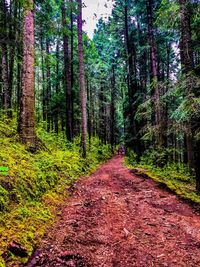 Dirt road amidst trees in forest