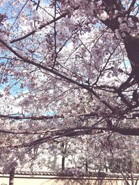 Low angle view of cherry blossoms against sky