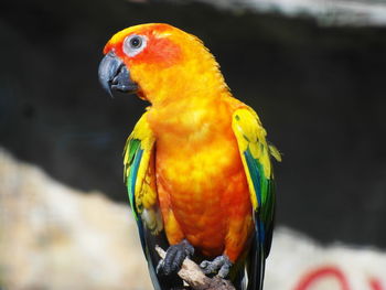 Close-up of parrot