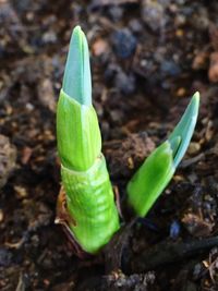 Close-up of plant