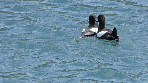 High angle view of ducks swimming in lake