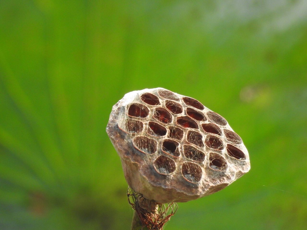 close-up, focus on foreground, one animal, animal themes, nature, growth, day, zoology, outdoors, crawling, no people