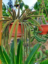 Close-up of succulent plant in yard