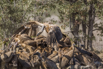 Bird flying in a row